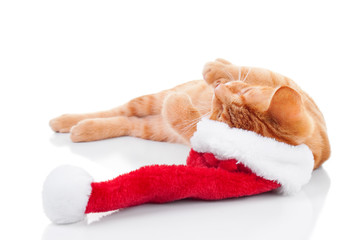 Obraz na płótnie Canvas Christmas Dreams Cat Dressed Up In Santa Hat
