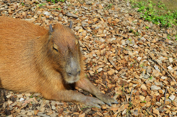 capybara close-up