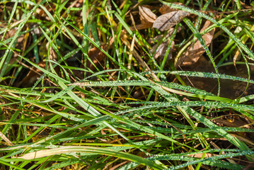 Grass in water drops after frost