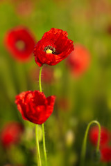 Beautiful poppies on the meadow