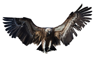 Flying  vulture. Isolated over white