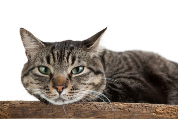 Fototapeta na wymiar Cat Resting Closeup