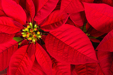 Red poinsettia flower (Euphorbia pulcherrima), Christmas Star