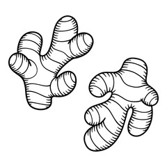 Ginger root sketch