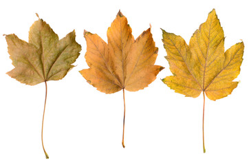 Autumn yellow leaves on isolate