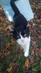 felino