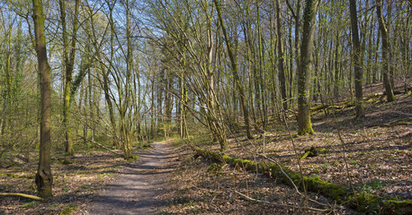 Path through a forest in spring 