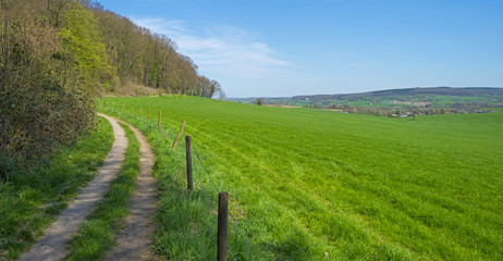 Fototapeta na wymiar Path along a meadow in spring 