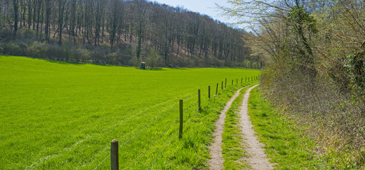 Path along a meadow in spring 