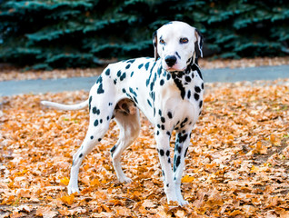Dalmatian in autumn. The Dalmatian is in the autumn park.