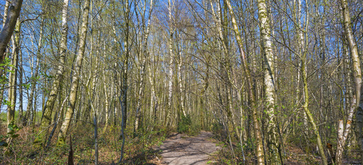 Path through a forest in spring 