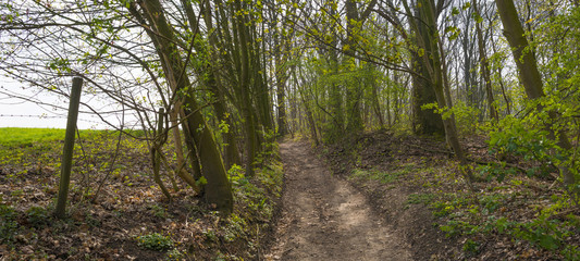 Path through a forest in spring 