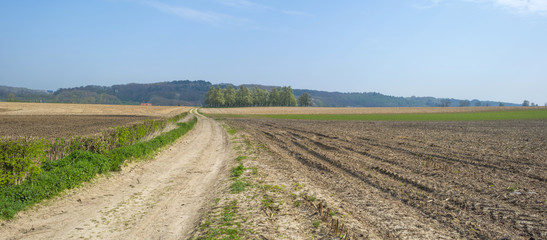 Fototapeta na wymiar Dirt road through sunny farmland in spring 