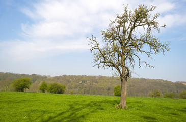 Fototapeta na wymiar Trees in a sunny meadow in spring 