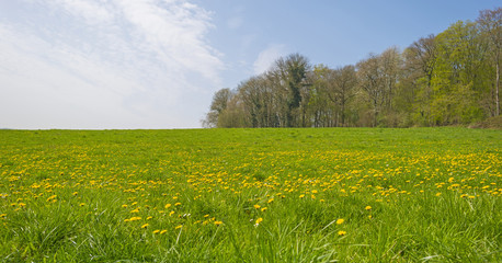 Dandelions on a green hill in spring 
