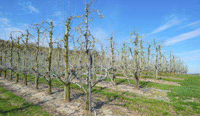 Fototapeta na wymiar Orchard with fruit trees in bud in spring 