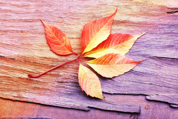 Naklejka na ściany i meble Autumn leaf on wooden background