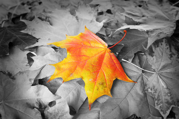 Orange maple leaf amongst black and white autumn leaves