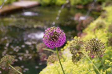 Obraz premium Giant Onion (Allium Giganteum) blooming in a garden