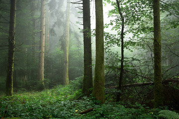 Fototapeta premium sous bois troncs et parterre de feuillage