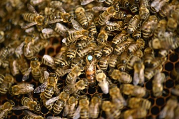 abeilles