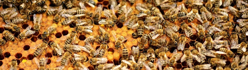 abeilles - obrazy, fototapety, plakaty