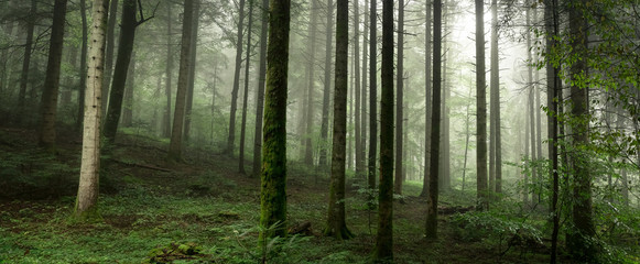 Fototapeta na wymiar sous bois dans la brume