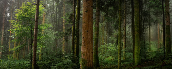 Dans un sous bois tronc de sapin avec et sans mousse - obrazy, fototapety, plakaty