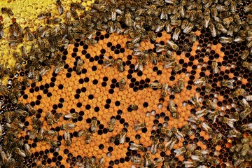 bees on honeycells