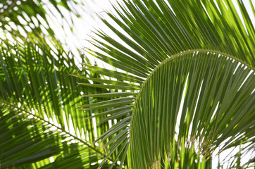Green palm tree leaves against blue sky.