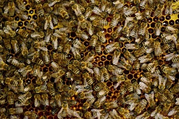 bees on honeycells
