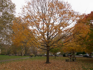 Tree Losing its Leaves