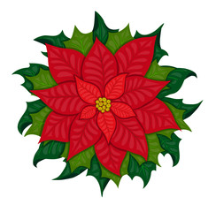 Christmas star poinsettia