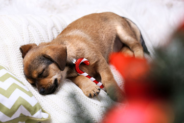 Cute puppy sleeping on pillow with Christmas decor