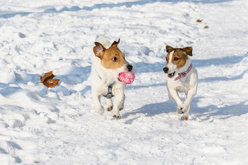 Two dogs playing with a ball. Pair of Jack Russell Terrier pets at winter park