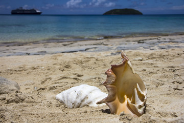 Shells on beach