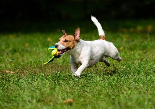 Dog retrieving a toy duck. Jack Russell Terrier training to fetch objects