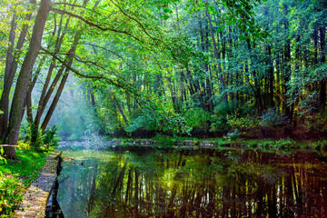 Beautiful forest lake with sun rays