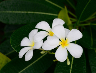 Tropical flowers frangipani (plumeria)