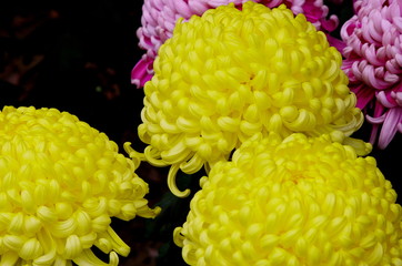 黄色いキクの花