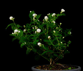 original thai jasmine flower on Black