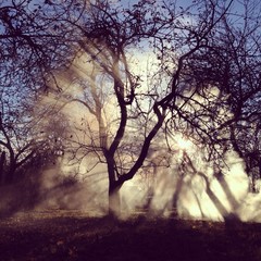 солнечные лучи сквозь туман 