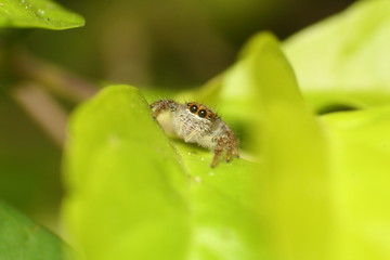 Jumping spider