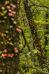 strings of leaves with autumn colors around trees