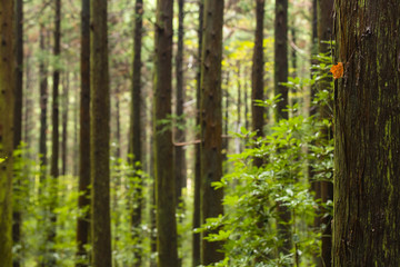 Obraz premium fallen leave hanging on tree trunk