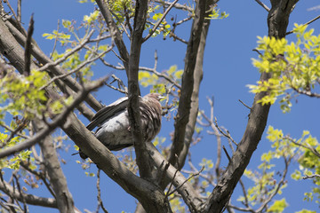 Dove on Tree