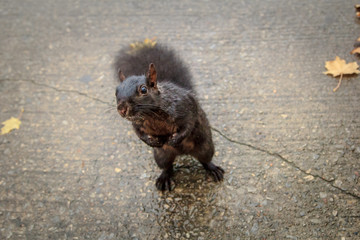 Black Squirrel