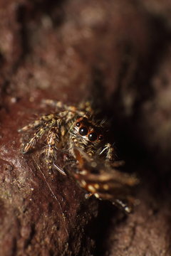 Jumping Spider