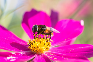  honey bee and yellow pollen