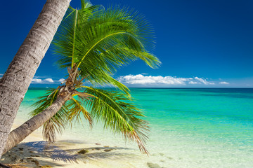 Detail of a palm trees on a vibrant beach in Fiji